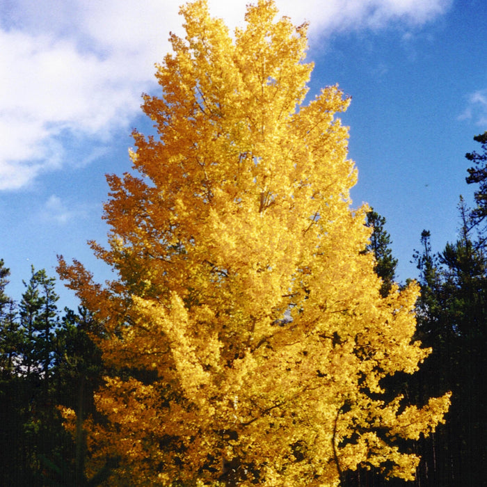Quaking Aspen (Populus tremuloides)