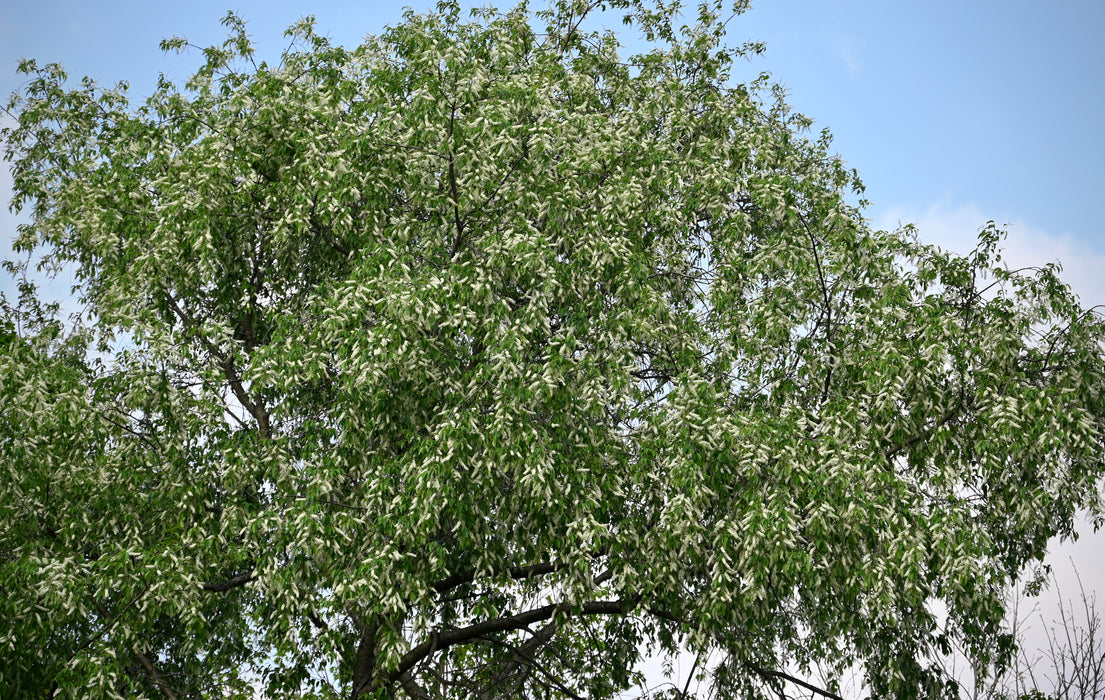 Black Cherry (Prunus serotina)