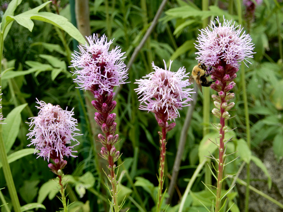 Prairie Blazing Star (Liatris pycnostachya) 2x2x3" Pot