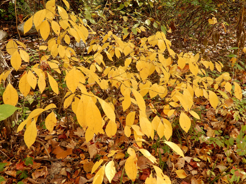 Northern Spicebush (Lindera benzoin)