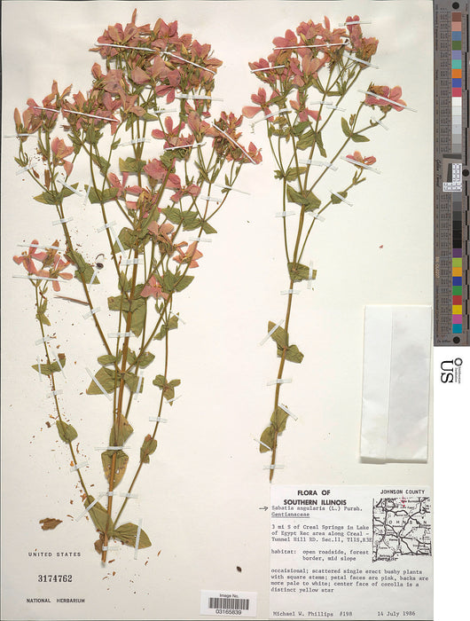 Rosepink (Sabatia angularis) 2x2x3" Pot