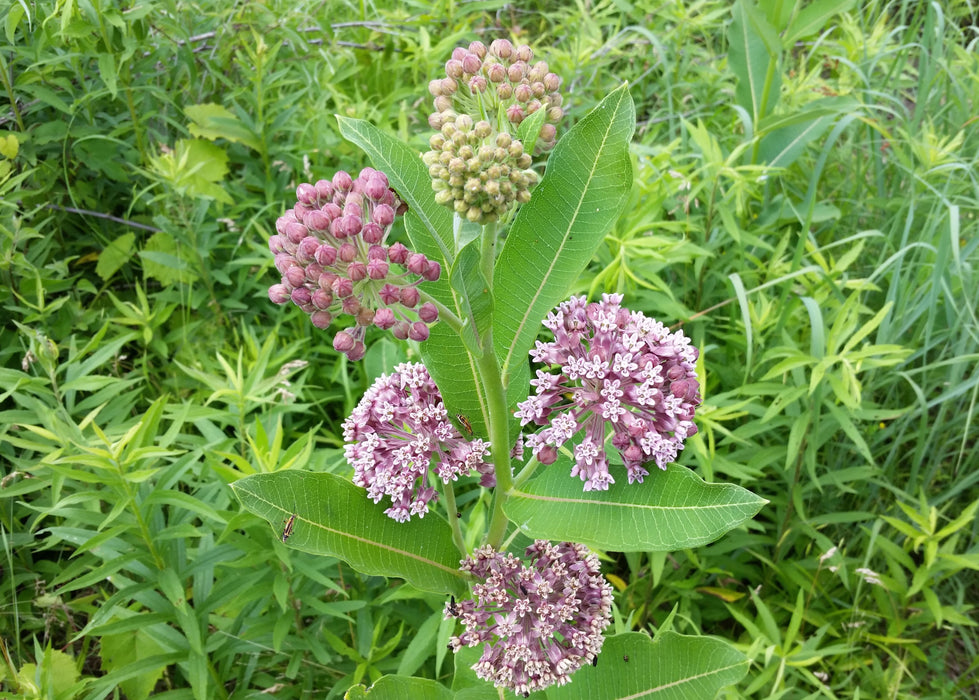 Sullivant's Milkweed (Asclepias sullivantii) 2x2x3" Pot