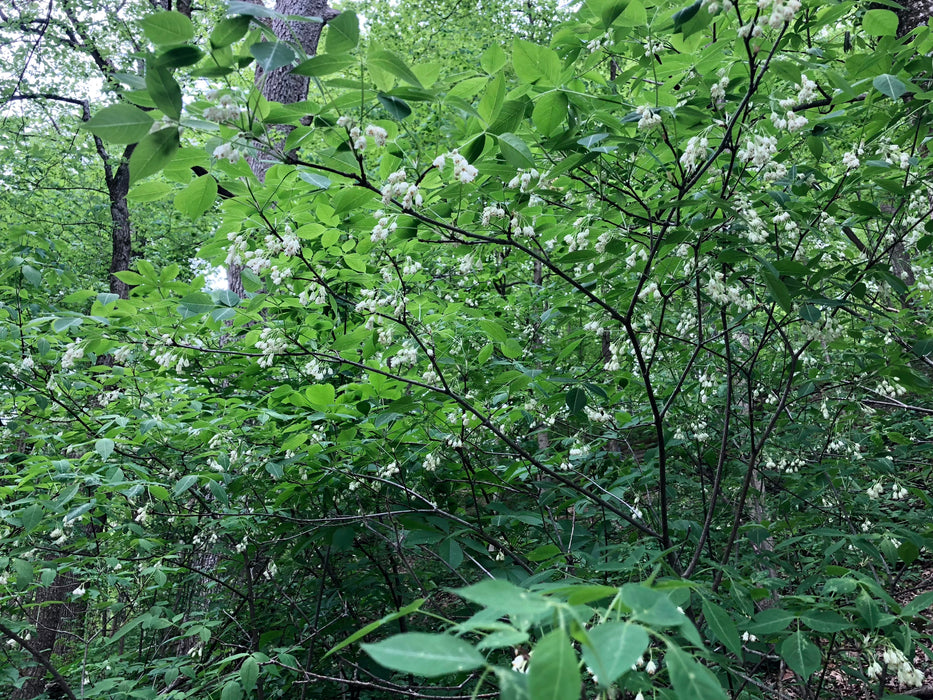 American Bladdernut (Staphylea trifolia)