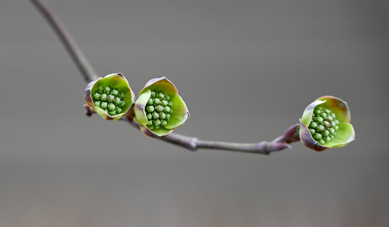 Flowering Dogwood (Cornus florida)