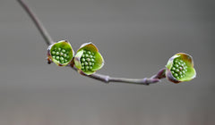 Flowering Dogwood (Cornus florida)