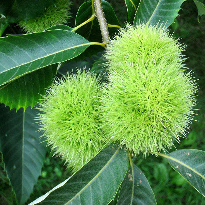 American Chestnut (Castanea dentata)