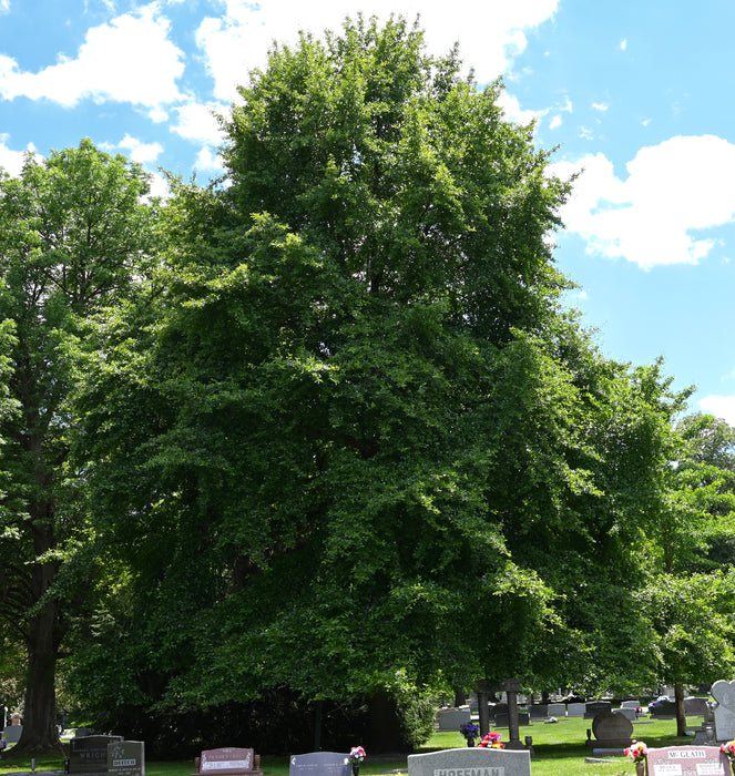 Black Gum (Nyssa sylvatica)