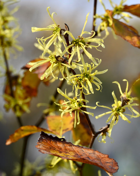 Common Witch Hazel (Hamamelis virginiana)