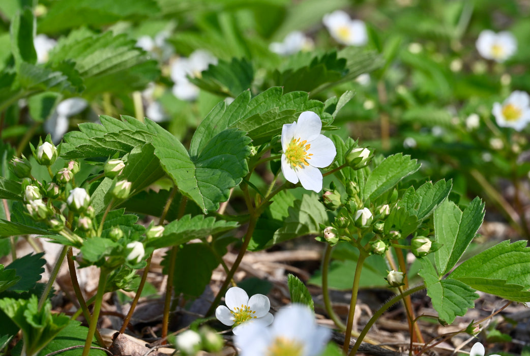 Wild Strawberry (Fragaria virginiana)