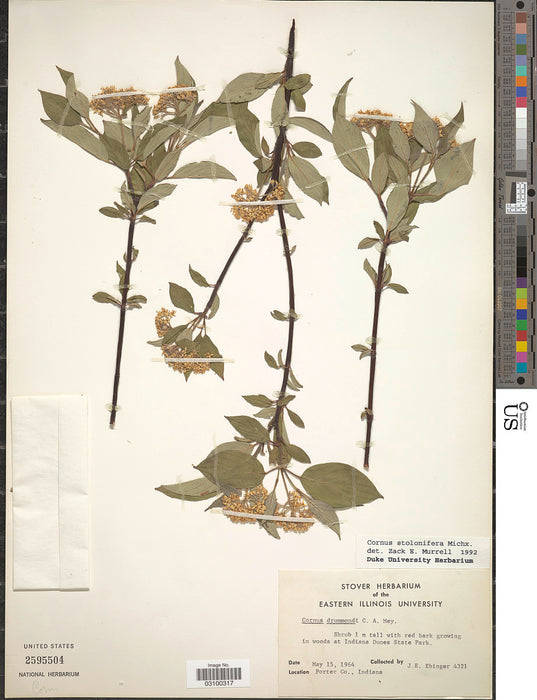 Red Twig Dogwood (Cornus sericea)