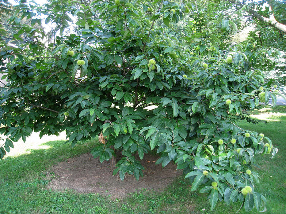 American Chestnut (Castanea dentata)