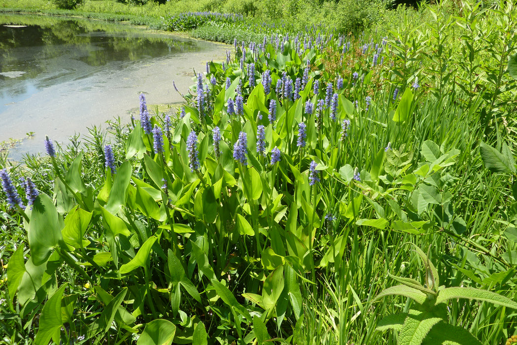 Pickerel Weed (Pontederia cordata) 2x2x3" Pot