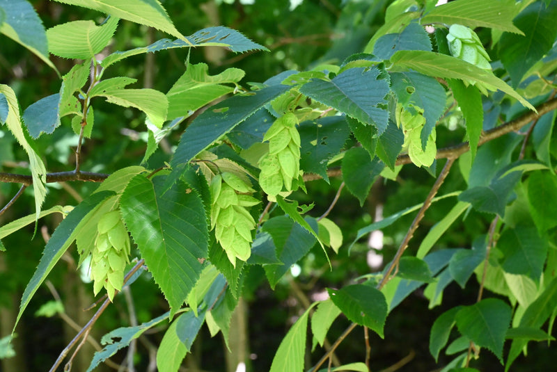 Hop Hornbeam (Ostrya virginiana)