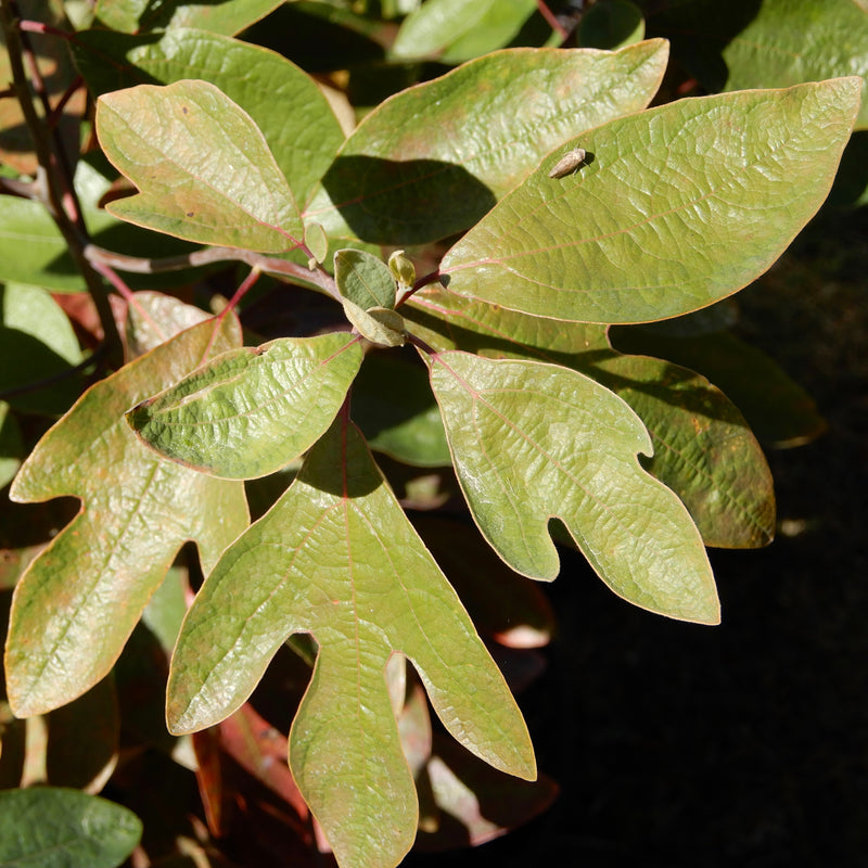 Sassafras (Sassafras albidum)