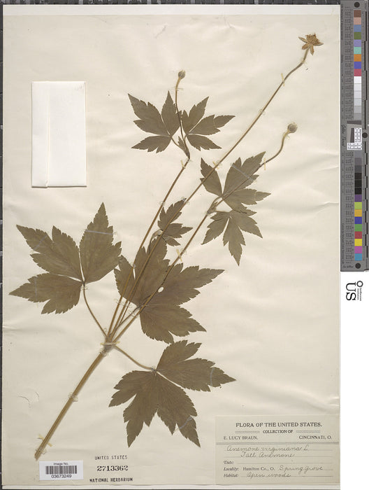 Seed Pack - Tall Thimbleweed (Anemone virginiana)