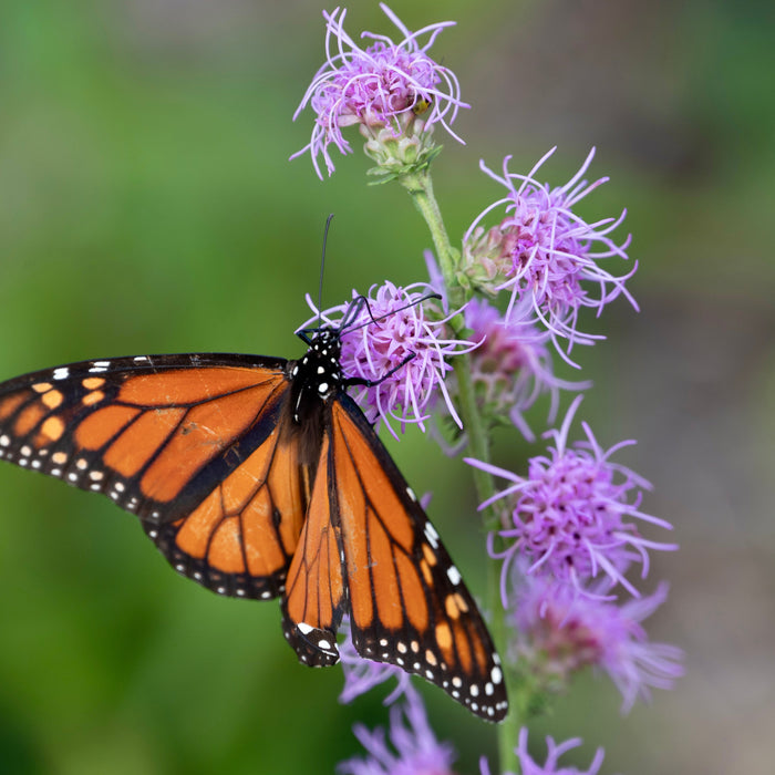 Seed Pack - Northern Blazing Star (Liatris scariosa var. nieulandii)