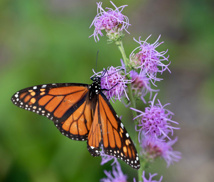 Seed Pack - Northern Blazing Star (Liatris scariosa var. nieulandii)