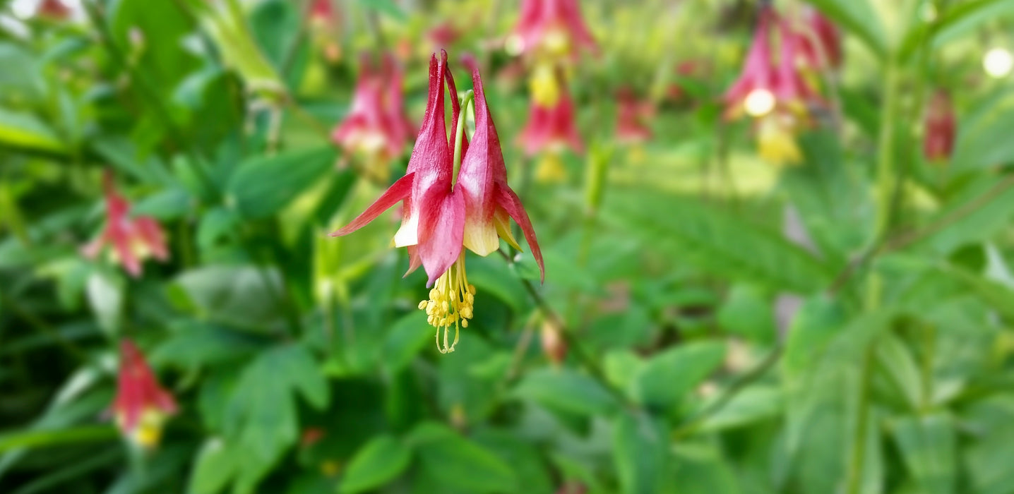 Columbine (Aquilegia canadensis) 1 GAL