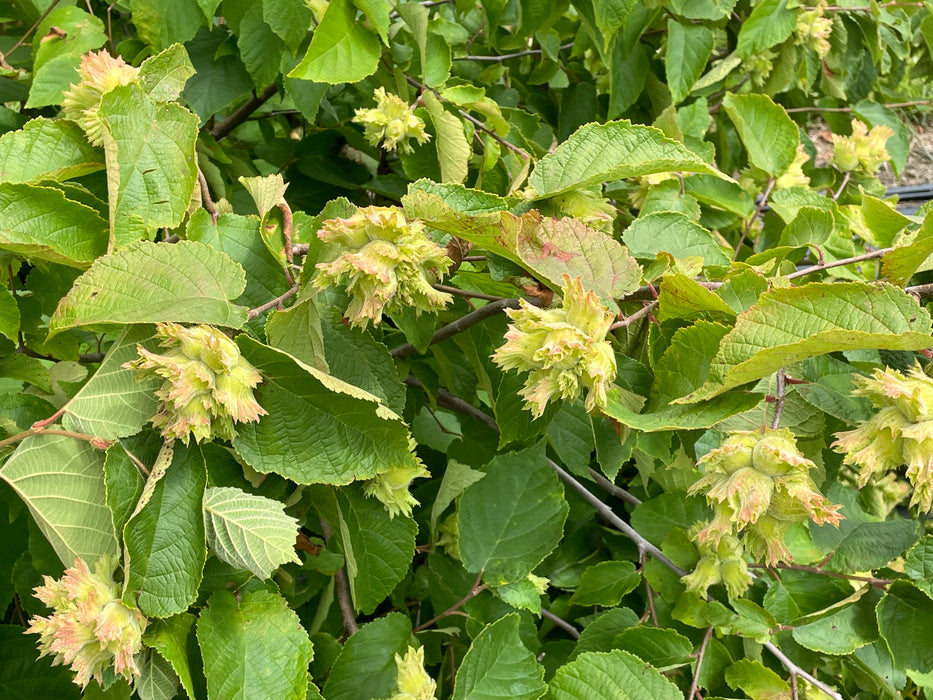 American Hazelnut (Corylus americana)
