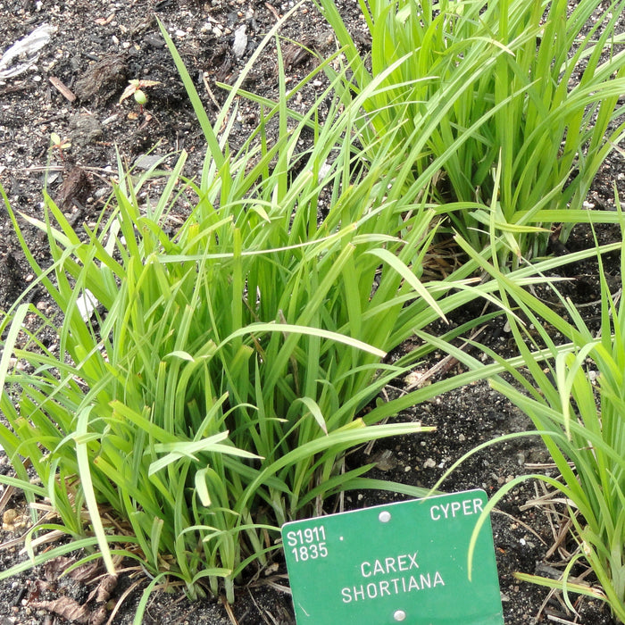 Short's Sedge (Carex shortiana) 2x2x3" Pot