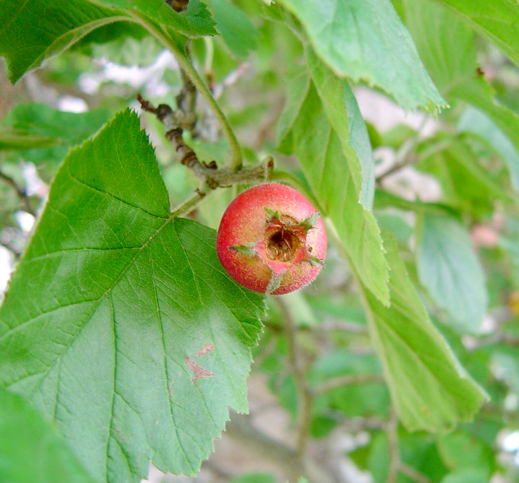 Downy Hawthorn (Crataegus mollis)