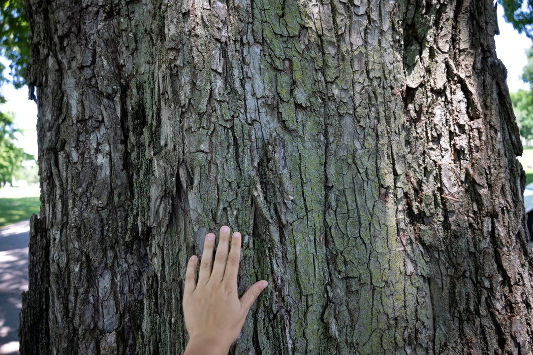 American Elm (Ulmus americana)