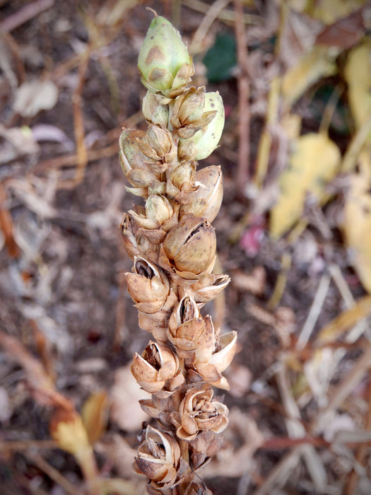 Pink Turtlehead (Chelone obliqua)