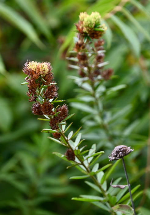 Round-headed Bush Clover (Lespedeza capitata) 2x2x3" Pot