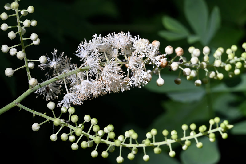 Black Cohosh (Actaea racemosa) BARE ROOT - SHIPS BEGINNING WEEK OF 12/8