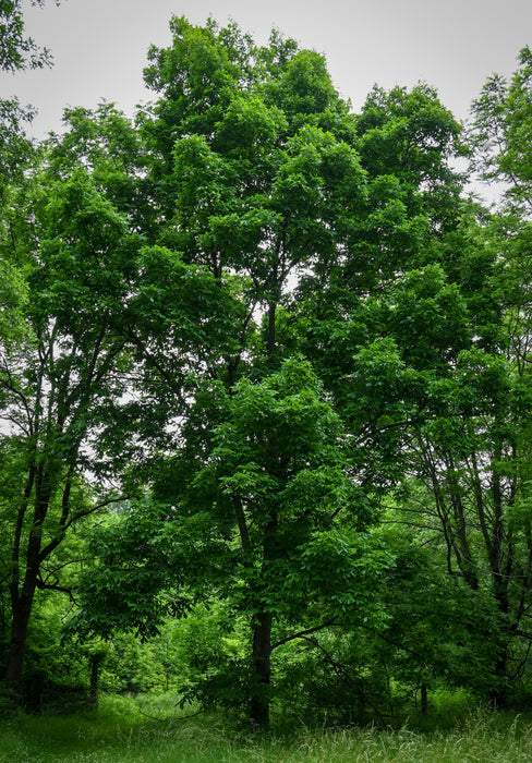 Kingnut Hickory (Carya laciniosa)