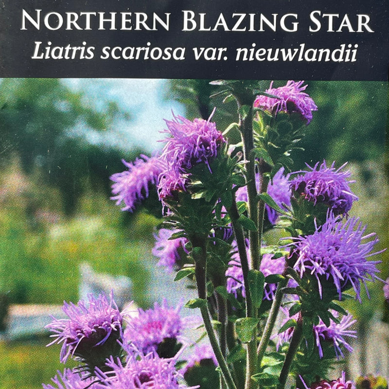 Seed Pack - Northern Blazing Star (Liatris scariosa var. nieulandii)