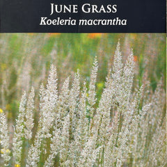 Seed Pack - June Grass (Koeleria macrantha)