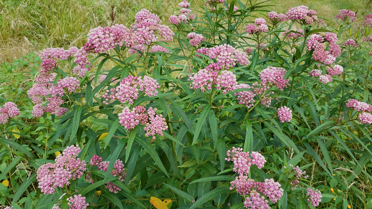 Seed Pack - Rose [Marsh] Milkweed (Asclepias incarnata)