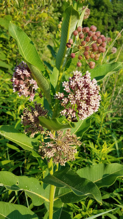 Seed Pack - Common Milkweed (Asclepias syriaca)