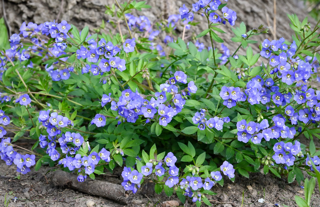 Seed Pack - Jacob’s Ladder (Polemonium reptans)