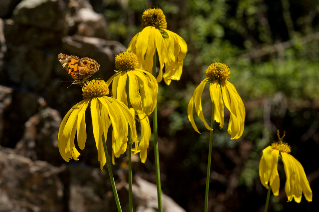 Green-headed Coneflower (Rudbeckia laciniata) 2x2x3" Pot