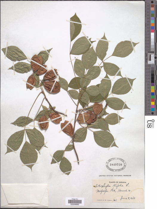 American Bladdernut (Staphylea trifolia)