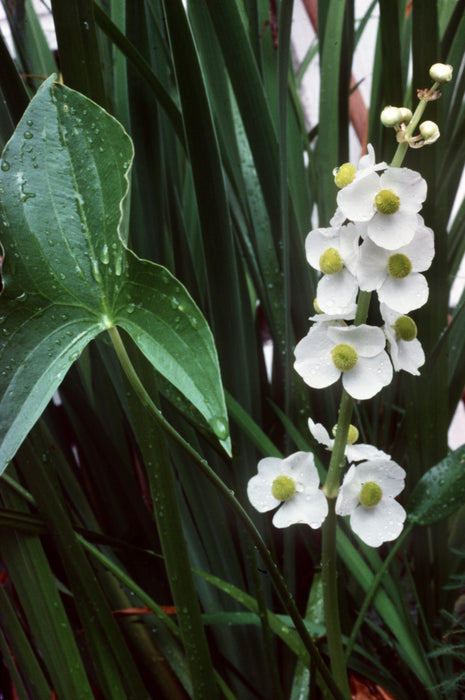 Common Arrowhead (Sagittaria latifolia) 2x2x3" Pot