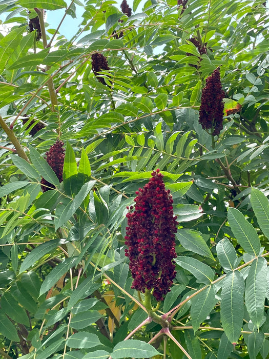 Smooth Sumac (Rhus glabra)