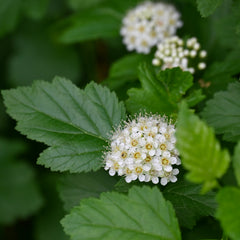 Common Ninebark (Physocarpus opulifolius)