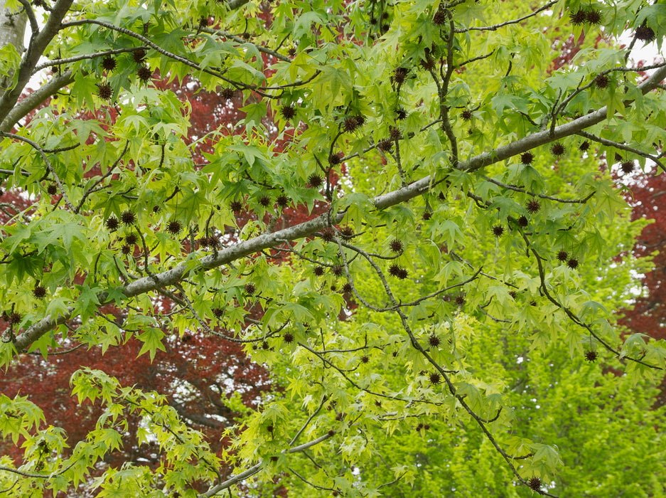 Sweetgum (Liquidambar styraciflua)