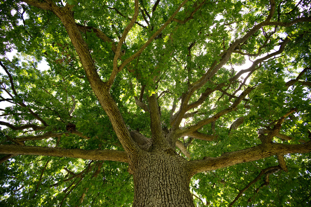 Chinquapin Oak (Quercus muehlenbergii)