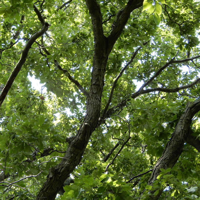Shagbark Hickory (Carya ovata)