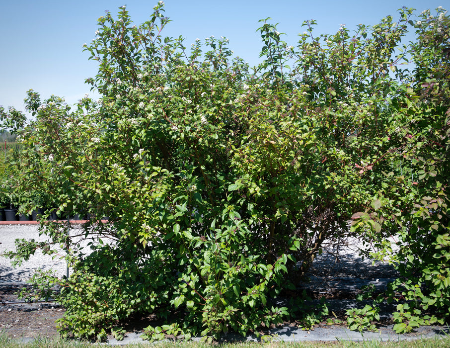 Red Twig Dogwood (Cornus sericea)