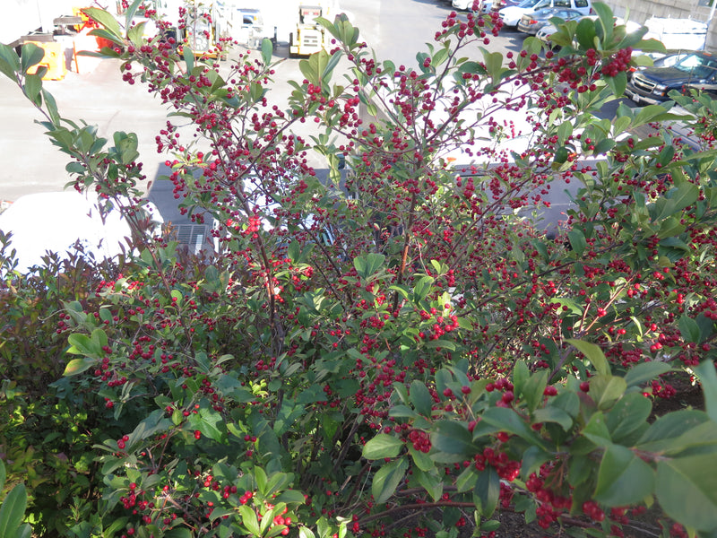 Red Chokeberry (Aronia arbutifolia)