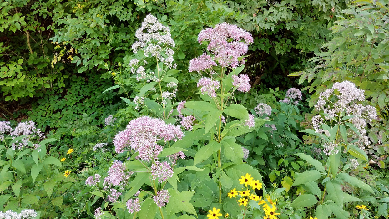 Sweet Joe-pye Weed (Eutrochium purpureum) 2x2x3" Pot