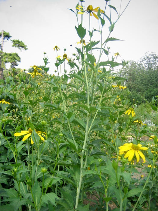 Green-headed Coneflower (Rudbeckia laciniata) 2x2x3" Pot