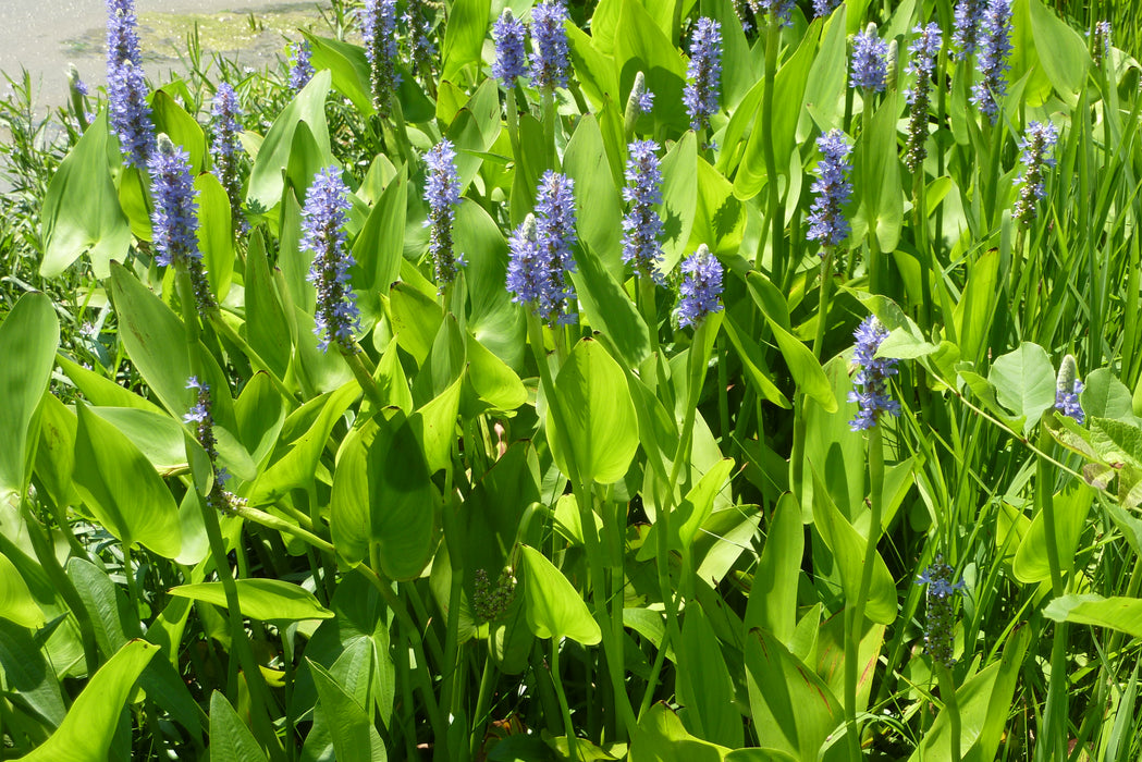 Pickerel Weed (Pontederia cordata) 2x2x3" Pot