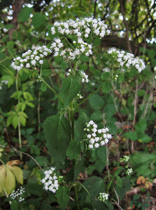 White Snakeroot (Ageratina altissima) 2x2x3" Pot