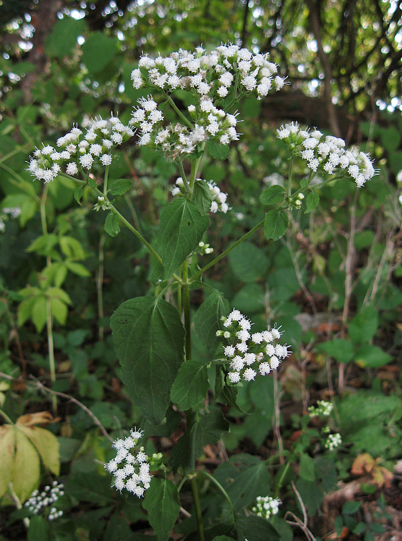 White Snakeroot (Ageratina altissima)